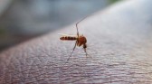 Mortes por dengue crescem 400% em 2022 e chegam a maior patamar registrado nos últimos seis anos