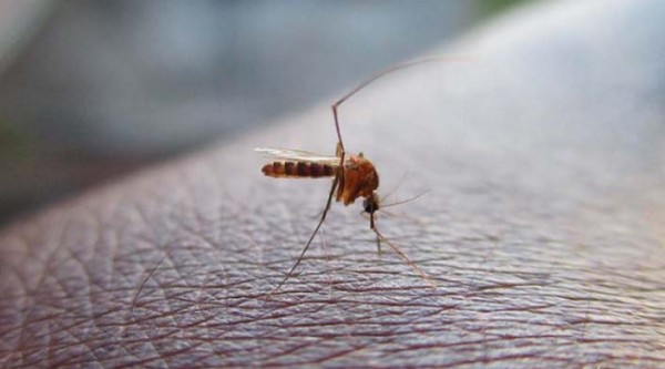 Mortes por dengue crescem 400% em 2022 e chegam a maior patamar registrado nos últimos seis anos