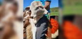 Bezerra com duas cabeças nasce em propriedade rural