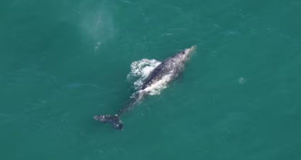 Baleia-cinzenta que parecia extinta é vista após 200 anos no Oceano Atlântico