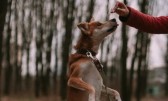 Mulher é presa suspeita de matar cachorro a golpe de machado