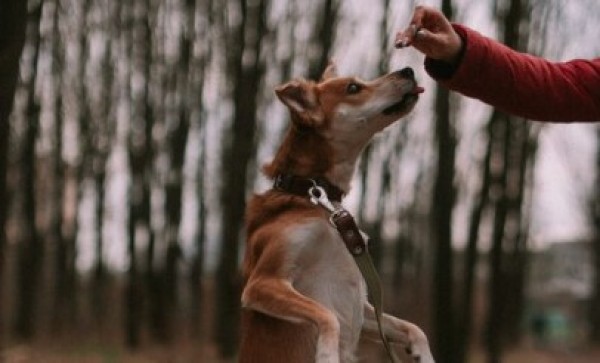 Mulher é presa suspeita de matar cachorro a golpe de machado