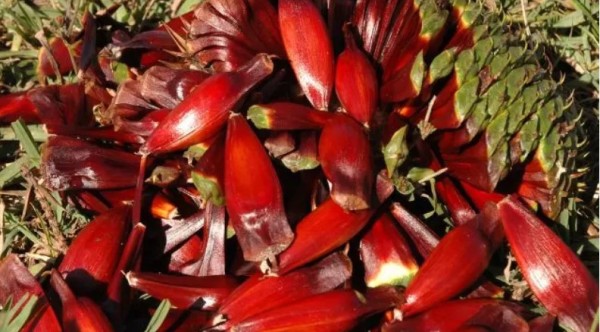 Pinhão evita diabetes e envelhecimento; saiba todos os benefícios