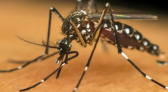 Boletim confirma 3.911 novos casos e mais três óbitos pela dengue no Paraná
