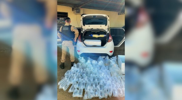 Homem é preso com 96 peixes contrabandeados avaliados em R$ 100 mil