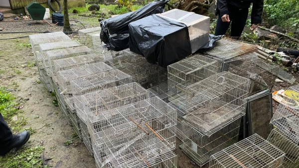 PF deflagra operação contra o tráfico internacional de animais silvestres