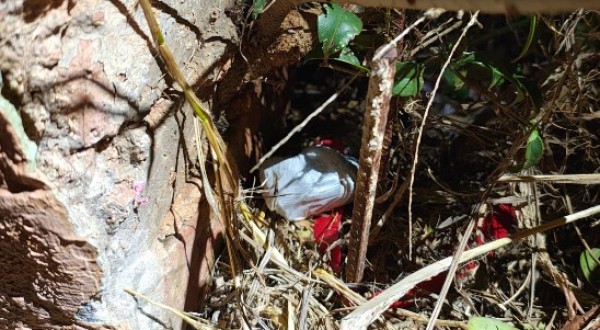 PM apreende porção de maconha abandonada em terreno baldio