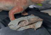 Fóssil encontrado no RS revela animal antecessor aos dinossauros