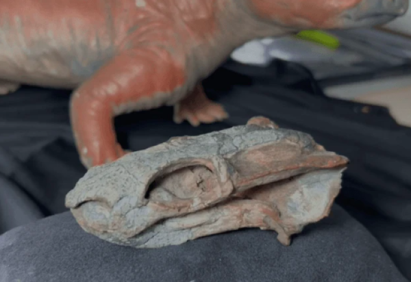 Fóssil encontrado no RS revela animal antecessor aos dinossauros