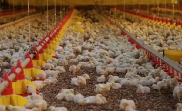 China habilita quatro unidades de carne de frango de SC para exportação