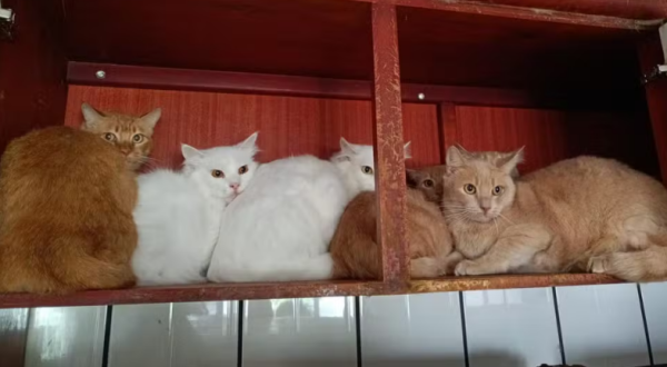 Mais de 400 gatos debilitados e doentes são encontrados vivendo em apartamento no Oeste de SC