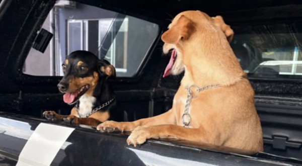 Flagra em elevador leva polícia a resgatar dois cães vítimas de maus-tratos em SC