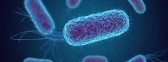 Infecções bacterianas são a segunda principal causa de mortes no mundo