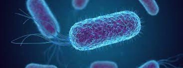 Infecções bacterianas são a segunda principal causa de mortes no mundo