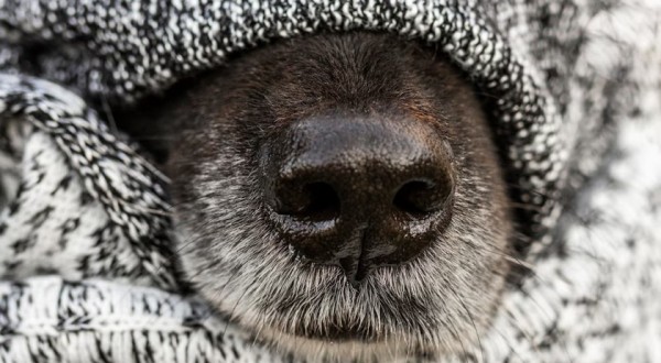 Previsão de frio intenso em Santa Catarina exige cuidados especiais na parte de segurança da casa e dos animais de estimação