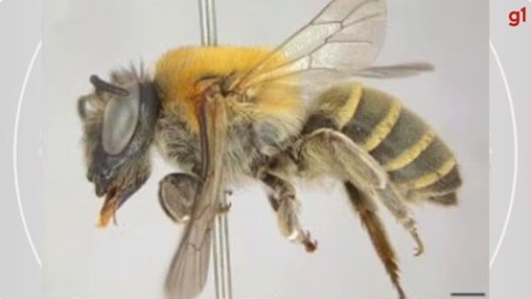 Pesquisadores do Paraná descobrem nova espécie de abelha que produz substância semelhante a celofane