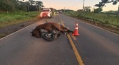 Motociclista morre após atingir cavalo e ser arrastado por carro em rodovia