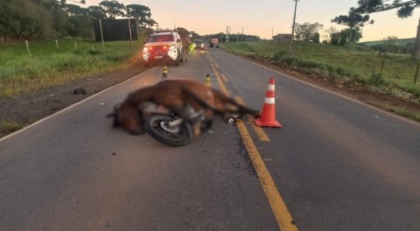 Motociclista morre após atingir cavalo e ser arrastado por carro em rodovia
