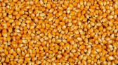 Governo do Estado inicia distribuição de sementes de milho do Programa Terra Boa