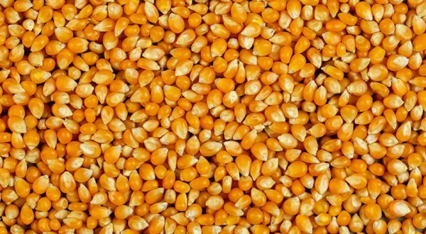 Governo do Estado inicia distribuição de sementes de milho do Programa Terra Boa