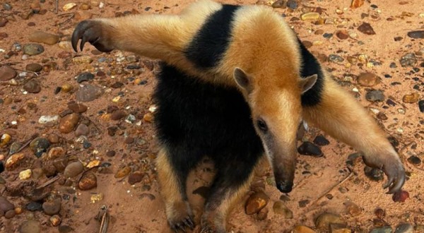 Tamanduá-mirim encontrado em Alto Piquiri é devolvido à natureza por técnicos do IAT