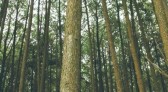 Indústria e governo de SC fazem acordo para incentivar plantio de florestas