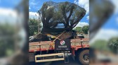 PM apreende caminhão com oliveiras suspeitas de contrabando