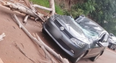 Árvore cai sobre veículo na Rota 101 e motorista é hospitalizado