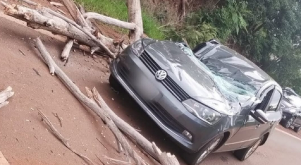 Árvore cai sobre veículo na Rota 101 e motorista é hospitalizado