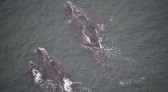 Mais de 80 baleias-francas são vistas em sobrevoo no Litoral de SC