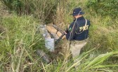 PRF encontra quase 500kg de maconha às margens da BR-282 em Iraceminha