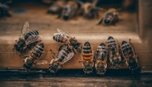 Dia Mundial das Abelhas destaca importância dos insetos para a natureza e a produção de alimentos