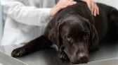 Saiba quais são as doenças mais comuns em cachorros e como é possível preveni-las