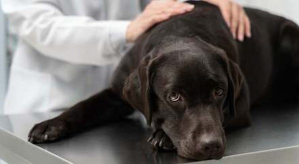 Saiba quais são as doenças mais comuns em cachorros e como é possível preveni-las