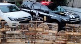 IAT de Pato Branco resgata 39 aves da espécie Azulão em criadouro irregular