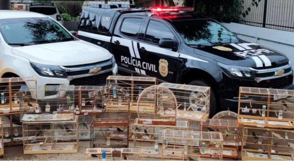 IAT de Pato Branco resgata 39 aves da espécie Azulão em criadouro irregular