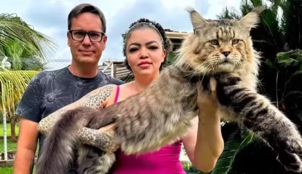 Gato brasileiro de 1,3 metro pode entrar para o Guinness; Maior do mundo
