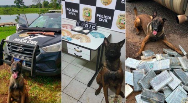 Polícia Civil se despede de Colt, cão policial que marcou história