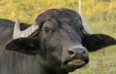 Idoso de 80 anos fica ferido após ser atacado por touro no Oeste
