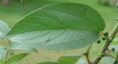 Brasileiros descobrem planta nativa que produz canabidiol sem efeitos alucinógenos