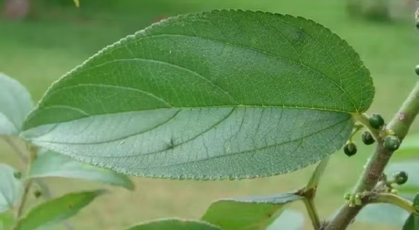 Brasileiros descobrem planta nativa que produz canabidiol sem efeitos alucinógenos