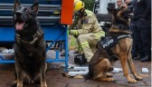 Cães da PCPR auxiliam na apreensão de 2,8 toneladas de drogas em 2024