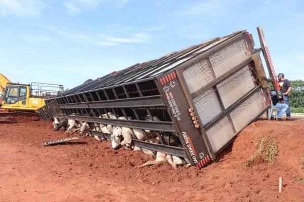 Carreta com carga de bois tomba em trecho em obras na BR-163 e deixa 10 animais mortos