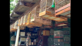 Polícia apreende 16 aves silvestres em Pinhalzinho