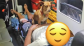 Cachorro caramelo acompanha tutor em ambulância e emociona equipe do Samu em Santa Catarina