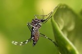 Saúde de SMOeste realiza ação especial de combate à dengue neste sábado