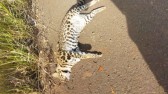 Jaquatirica é encontrada morta na margem da rodovia PR-475