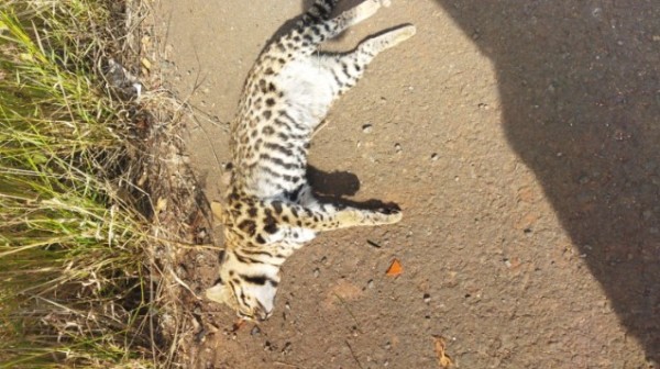 Jaquatirica é encontrada morta na margem da rodovia PR-475