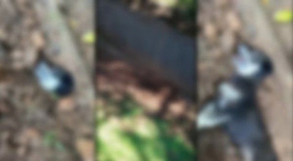 Cachorra prenha é enterrada viva e polícia faz operação contra suspeitos