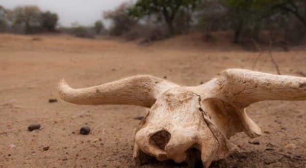 Touro é furtado e abatido em propriedade rural no interior do município